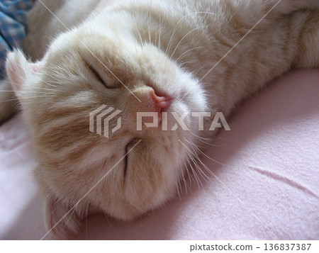 Kitten sleeping face 136837387