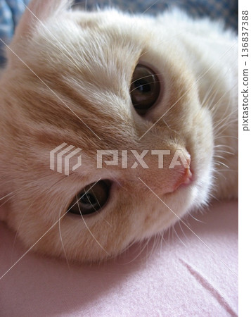 A staring kitten 136837388