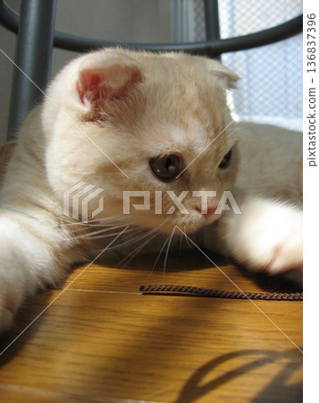 Cat gazing with outstretched hand Cat gazing with outstretched hand 136837396