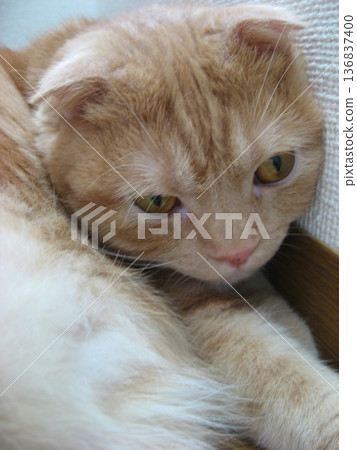 A brown tabby cat with a sleepy look 136837400
