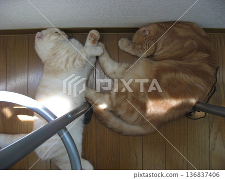 Two friendly cats sleeping Two friendly cats sleeping 136837406