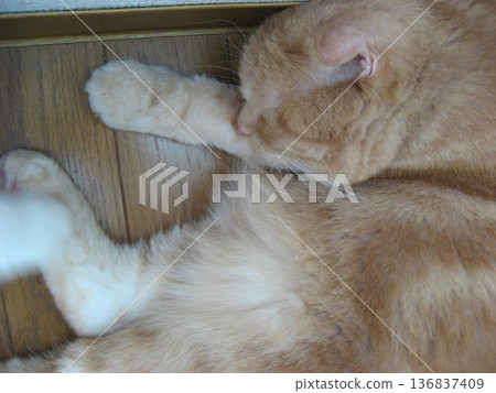 A sleeping brown tabby cat A sleeping brown tabby cat 136837409