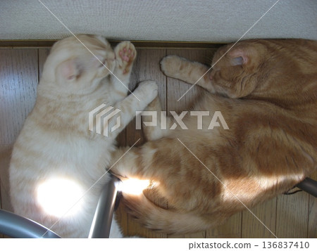 Two friendly cats sleeping together Two friendly cats sleeping together 136837410