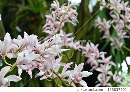 Pink orchid Pink orchid 136837501