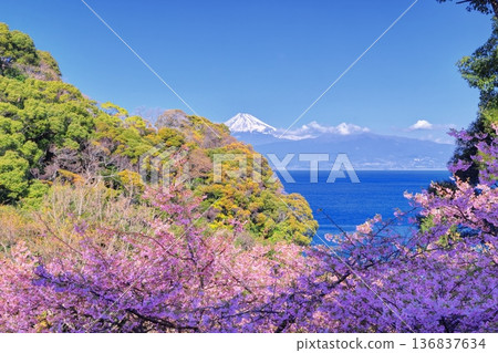 海中的河津櫻花和富士山 136837634