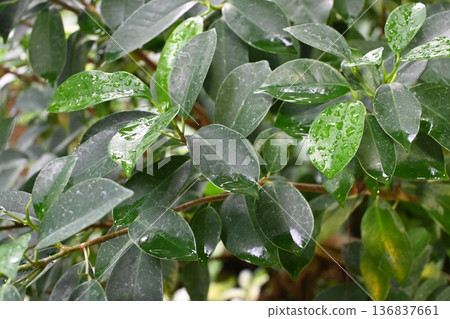 leaf  136837661