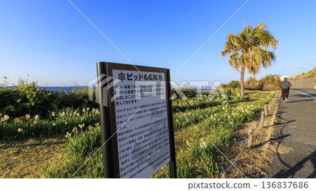 冬季的諾比海岸水仙花路 冬季的諾比海岸水仙花路 136837686