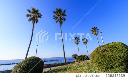 冬季的諾比海岸水仙花路 冬季的諾比海岸水仙花路 136837689