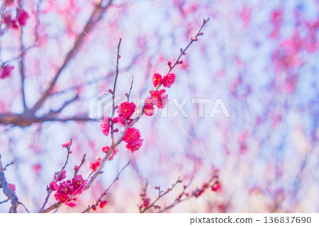 Plum blossoms telling the arrival of spring 136837690