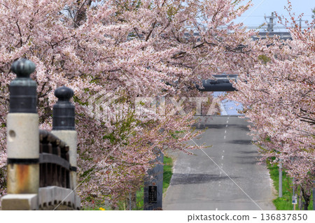 Cherry blossoms along the approach to Iwanai Shrine in Iwanai Town, Hokkaido [May] 136837850