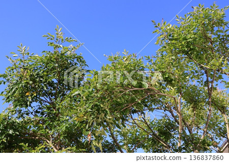 Ash in the blue sky 136837860