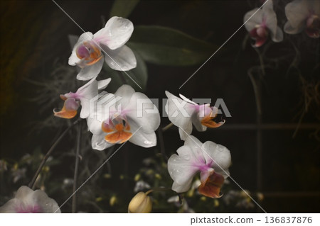 Pale purple orchid Pale purple orchid 136837876