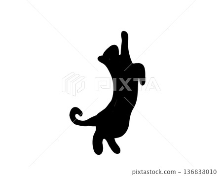 Silhouette of a cat curious about something above Silhouette of a cat curious about something above 136838010