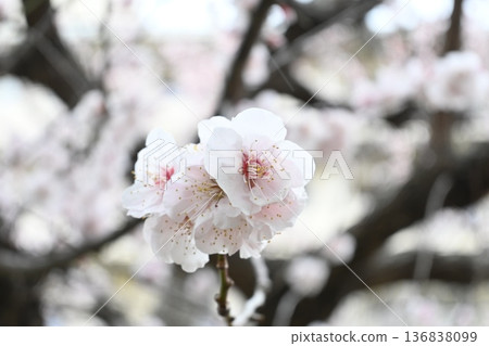春天,附近公園的梅花盛開。 春天,附近公園的梅花盛開。 136838099