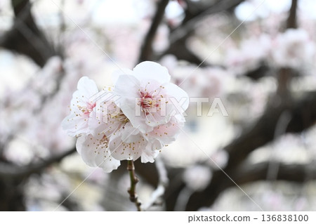 春天,附近公園的梅花盛開。 春天,附近公園的梅花盛開。 136838100