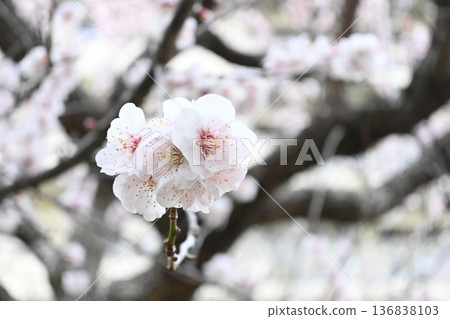 春天,附近公園的梅花盛開。 春天,附近公園的梅花盛開。 136838103