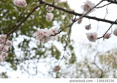Plum blossoms blooming in a nearby park in spring 136838136