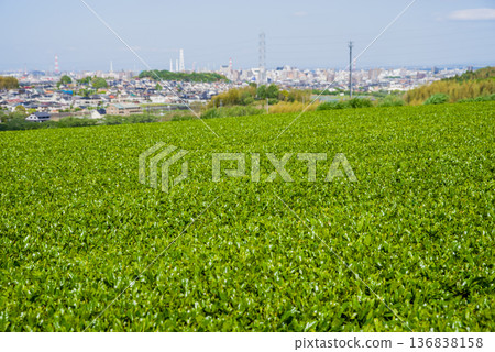 新茶園與四日市城市景觀（三重縣四日市川島町） 136838158