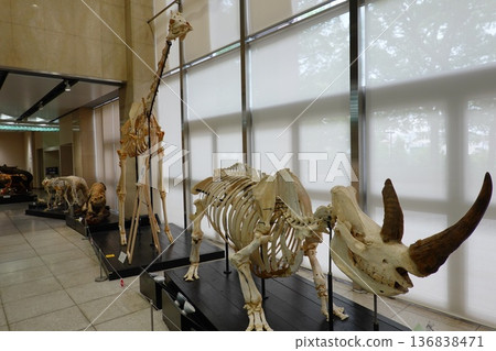 Bone Museum 136838471