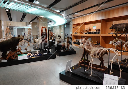 Bone Museum 136838483