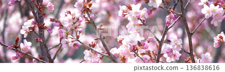 Pink wild cherry blossoms blooming in a park in Hokkaido on a mild spring day Pink wild cherry blossoms blooming in a park in Hokkaido on a mild spring day 136838616