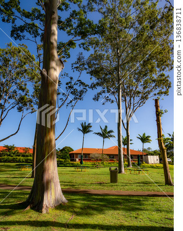 Pineapple plantation in perpetual summer Pineapple plantation in perpetual summer 136838711