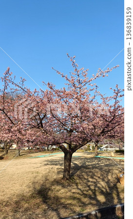 河津櫻花盛開，藍天白雲，春寒料峭。 136839159