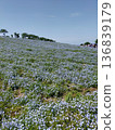 Nemophila in Osaka Maishima Seaside Park 136839179