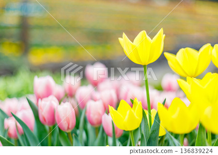 Yellow and pink tulips 136839224