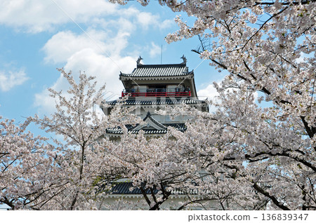 Aizuwakamatsu City, Fukushima Prefecture, Tsuruga Castle Tower and Cherry Blossoms, Photographed in May 2010, The Last Spring of the Black Roof Tiles Aizuwakamatsu City, Fukushima Prefecture, Tsuruga Castle Tower and Cherry Blossoms, Photographed in May 2010, The Last Spring of the Black Roof Tiles 136839347