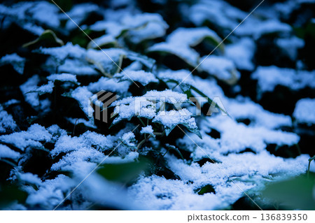 冬季景色，常春藤葉上的積雪，特寫，植物，背景素材 136839350