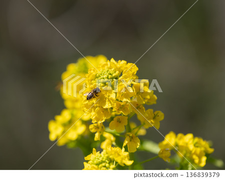蕪菁花與蜜蜂 蕪菁花與蜜蜂 136839379