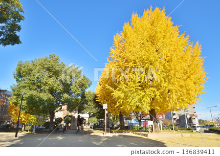 Ginkgo in the park 136839411