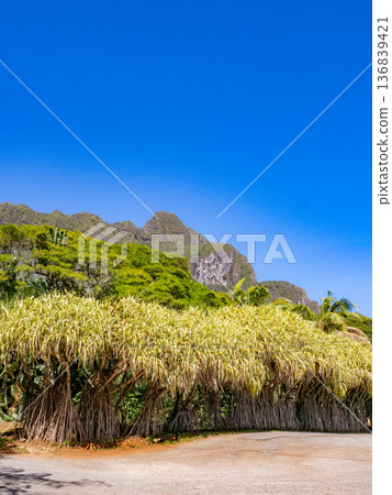 夏威夷庫阿洛阿崎嶇的山脈 夏威夷庫阿洛阿崎嶇的山脈 136839421