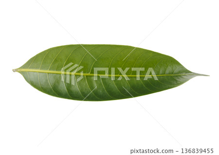 Leaves of the Marian plum isolated on a white background Leaves of the Marian plum isolated on a white background 136839455