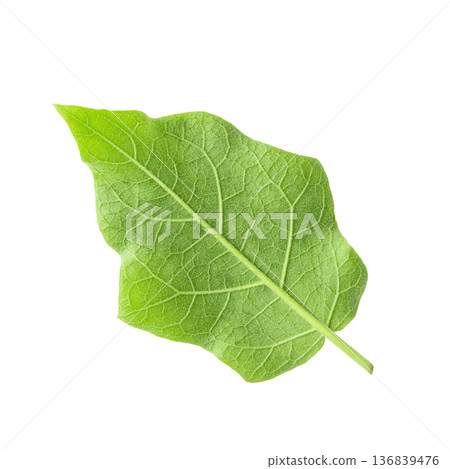 Pea Eggplants or turkey berry isolated over white background Pea Eggplants or turkey berry isolated over white background 136839476