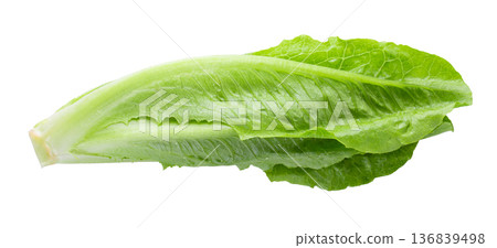 Cos Lettuce Isolated over the White Background. Cos Lettuce Isolated over the White Background. 136839498