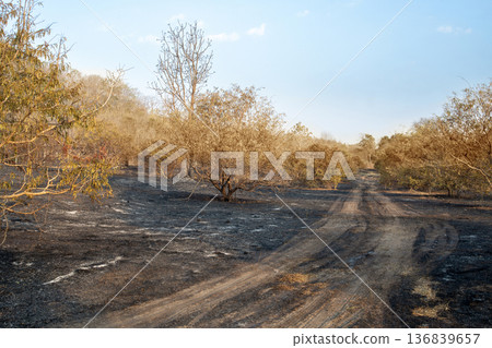The forest area was ravaged by fire, turning brown and black. The forest area was ravaged by fire, turning brown and black. 136839657