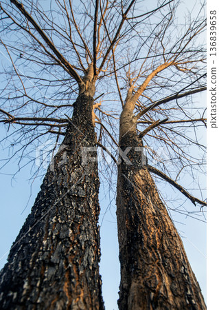 Two trees were consumed by a wildfire. Two trees were consumed by a wildfire. 136839658