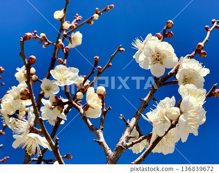 A close-up of white plum blossoms in full bloom against the blue sky of early spring (Minami Park, Okazaki City, Aichi Prefecture) A close-up of white plum blossoms in full bloom against the blue sky of early spring (Minami Park, Okazaki City, Aichi Prefecture) 136839672