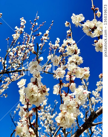 初春時節,碧空如洗,白梅花競相綻放(愛知縣岡崎市南公園) 初春時節,碧空如洗,白梅花競相綻放(愛知縣岡崎市南公園) 136839673