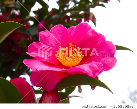 二月花 136839882