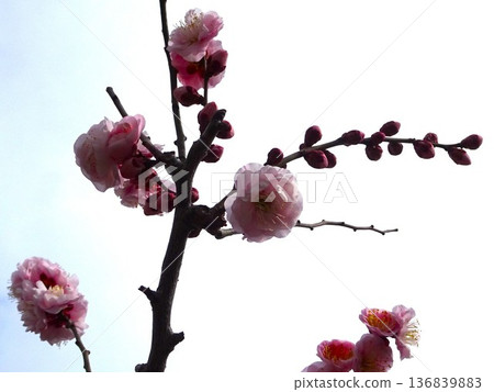 二月花 136839883