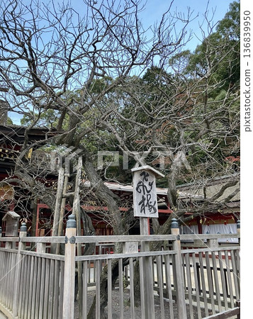 Dazaifu Tenmangu Shrine's sacred tree, the "Tobiume" (flying plum), a legendary white plum tree in Dazaifu City, Fukuoka Prefecture Dazaifu Tenmangu Shrine's sacred tree, the "Tobiume" (flying plum), a legendary white plum tree in Dazaifu City, Fukuoka Prefecture 136839950