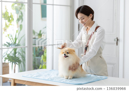 Groomer: A groomer trimming a Pomeranian 136839966