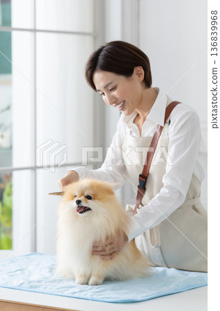 Groomer: A groomer trimming a Pomeranian Groomer: A groomer trimming a Pomeranian 136839968