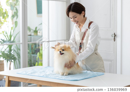 美容師:一位美容師正在為一隻博美犬修剪毛髮。 美容師:一位美容師正在為一隻博美犬修剪毛髮。 136839969