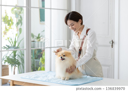 美容師：一位美容師正在為一隻博美犬修剪毛髮。 136839970