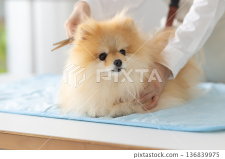 博美犬美容 136839975