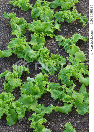 Sky Farm Lettuce Sky Farm Lettuce 136839985